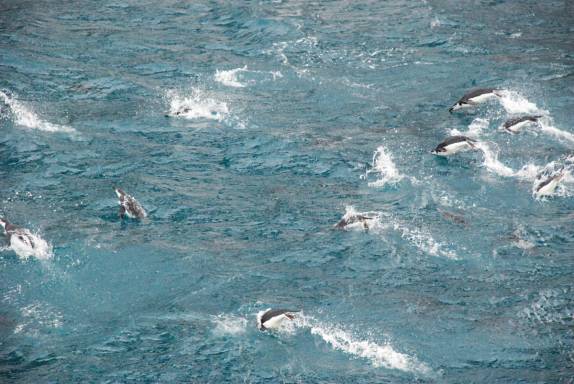 Pinguins entram nadando na baía de Deception Island, na Antártida (foto de Senteney)